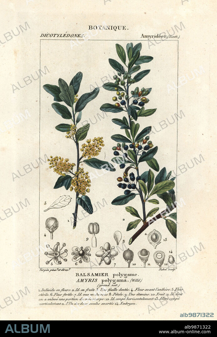 Hardee peppertree or Chilean pepper tree, Schinus polygama. (Amyris polygama, Balsamer polygame.) Handcoloured copperplate stipple engraving from Antoine Laurent de Jussieu's Dizionario delle Scienze Naturali, Dictionary of Natural Science, Florence, Italy, 1837. Illustration engraved by Rebel, drawn and directed by Pierre Jean-Francois Turpin, and published by Batelli e Figli. Turpin (1775-1840) is considered one of the greatest French botanicalillustrators of the 19th century.