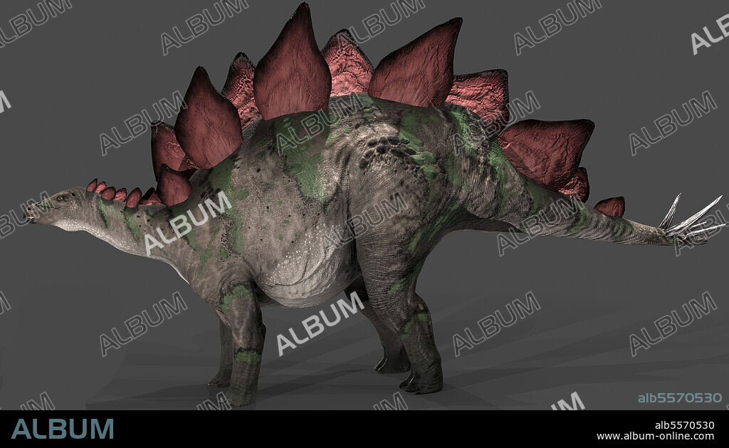 Stegosaurus dinosaur, side view on gray background.