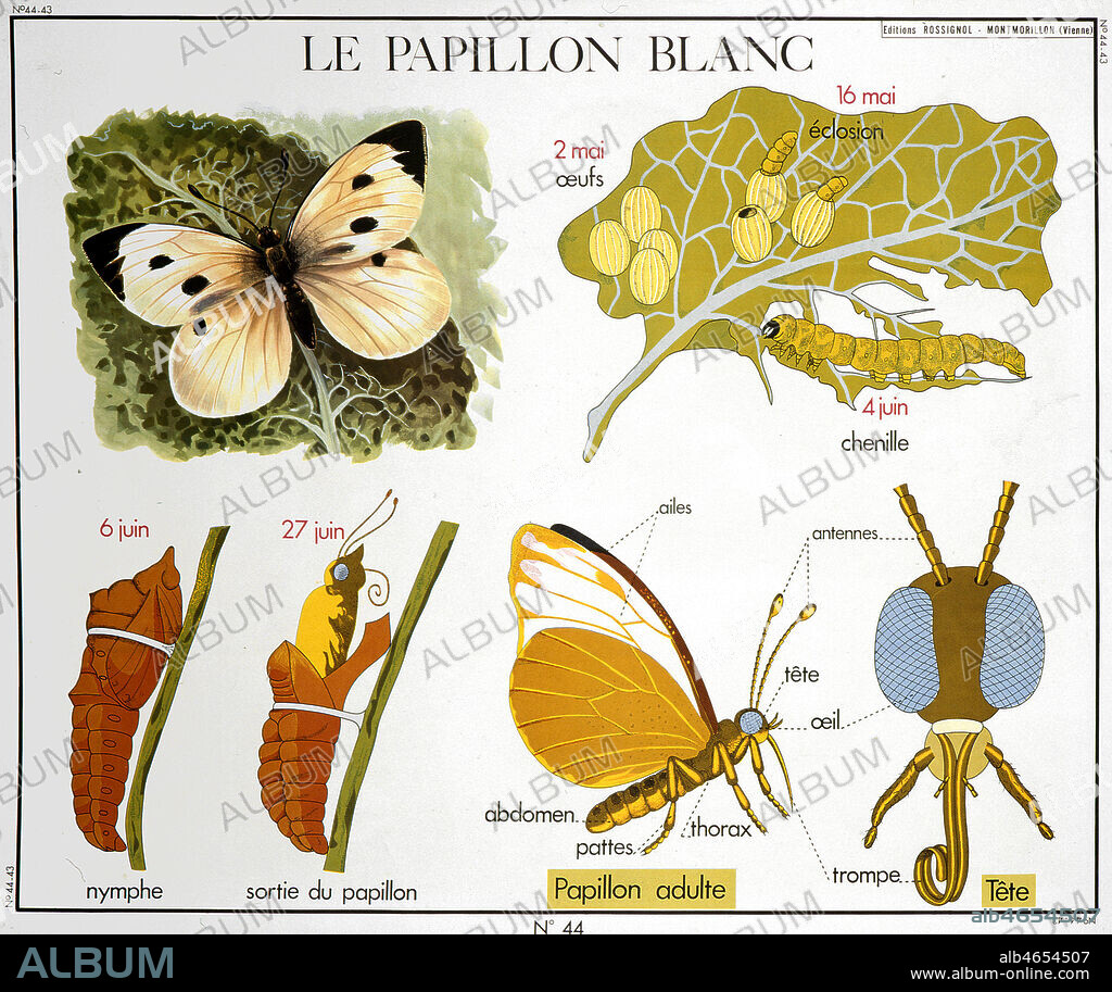 'Le papillon blanc', dessins anatomiques de l'animal. Panneau scolaire des editions Rossignol des annees 1950-1958. Planche zoologique. Credit: Imagerie Rossignol/KHARBINE-TAPABOR.