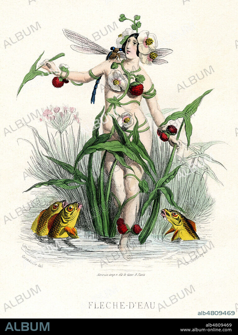 Fleche d'eau. Illustration de GRANDVILLE (1803-1847) pour Les Fleurs animees de Taxile DELORD (1815-1877). (Edition de 1867-La 1ere edition date de 1847). Credit : Collection Jonas/Kharbine-Tapabor.