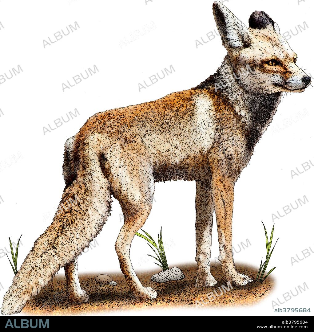 Arabian red fox