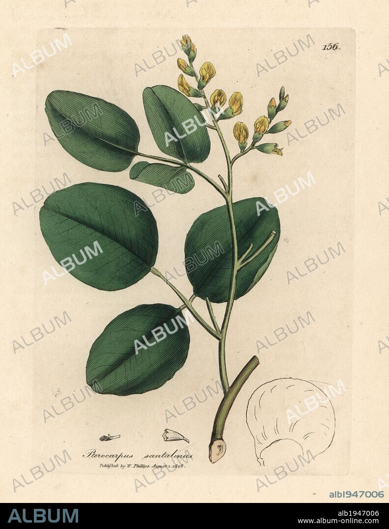 Red sandalwood, Pterocarpus santalinus. Handcoloured copperplate engraving from a botanical illustration by James Sowerby from William Woodville and Sir William Jackson Hooker's "Medical Botany," John Bohn, London, 1832. The tireless Sowerby (1757-1822) drew over 2, 500 plants for Smith's mammoth "English Botany" (1790-1814) and 440 mushrooms for "Coloured Figures of English Fungi " (1797) among many other works.