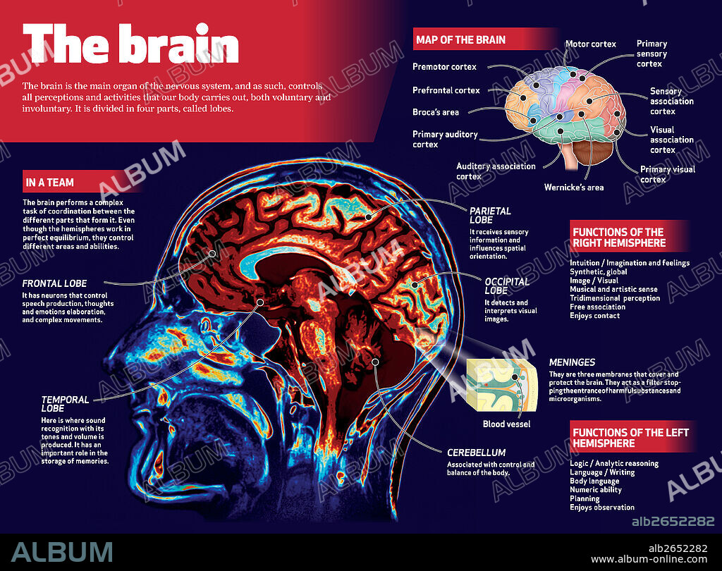 The brain. Infography on the human brain.
