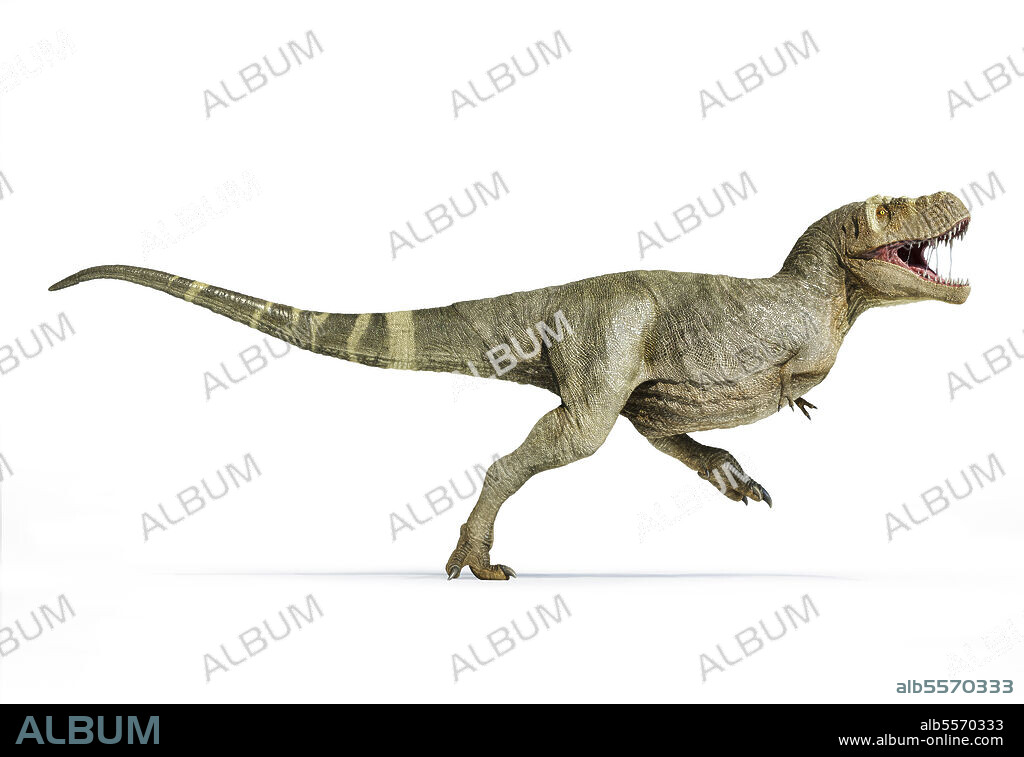 T-rex full body walking, isolated on white background T-rex full body walking, isolated on white background