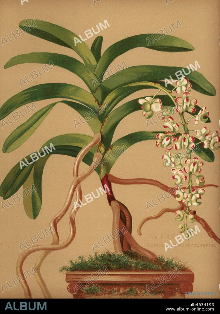 Cat's-tail or fox brush orchid, Aerides quinquevulnera. Chromolithograph by Hatch Company after a botanical illustration by Harriet Stewart Miner from Orchids, the Royal Family of Plants, Lee & Shepard, Boston, 1885. The first American color plate book on orchids by woman botanist Miner.