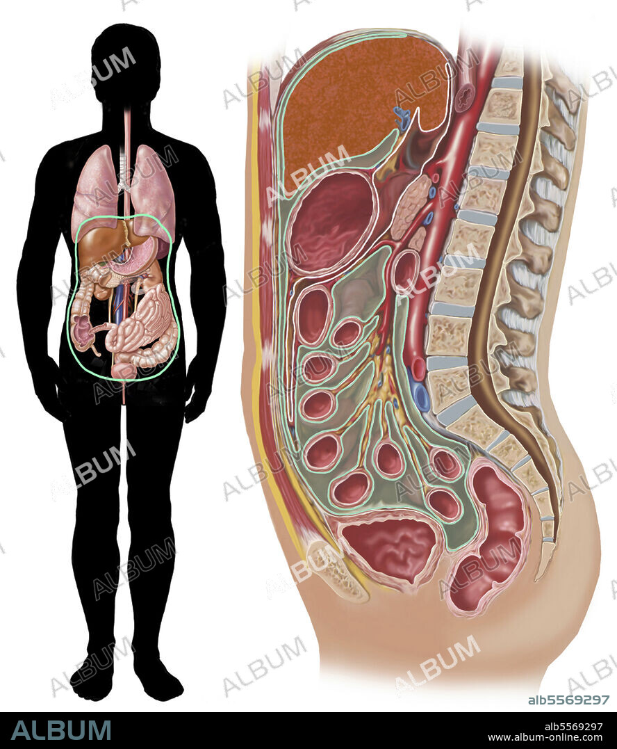 Location of peritoneum inside body cavity.