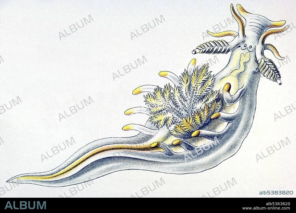 Historical illustration, Nudibranchia, Nudibranch, Sea Slug, Aeolis, Ancula cristata, Doridoidea, Plate 43 from Ernst Haeckel's Kunstformen der Natur, Art Forms of Nature.