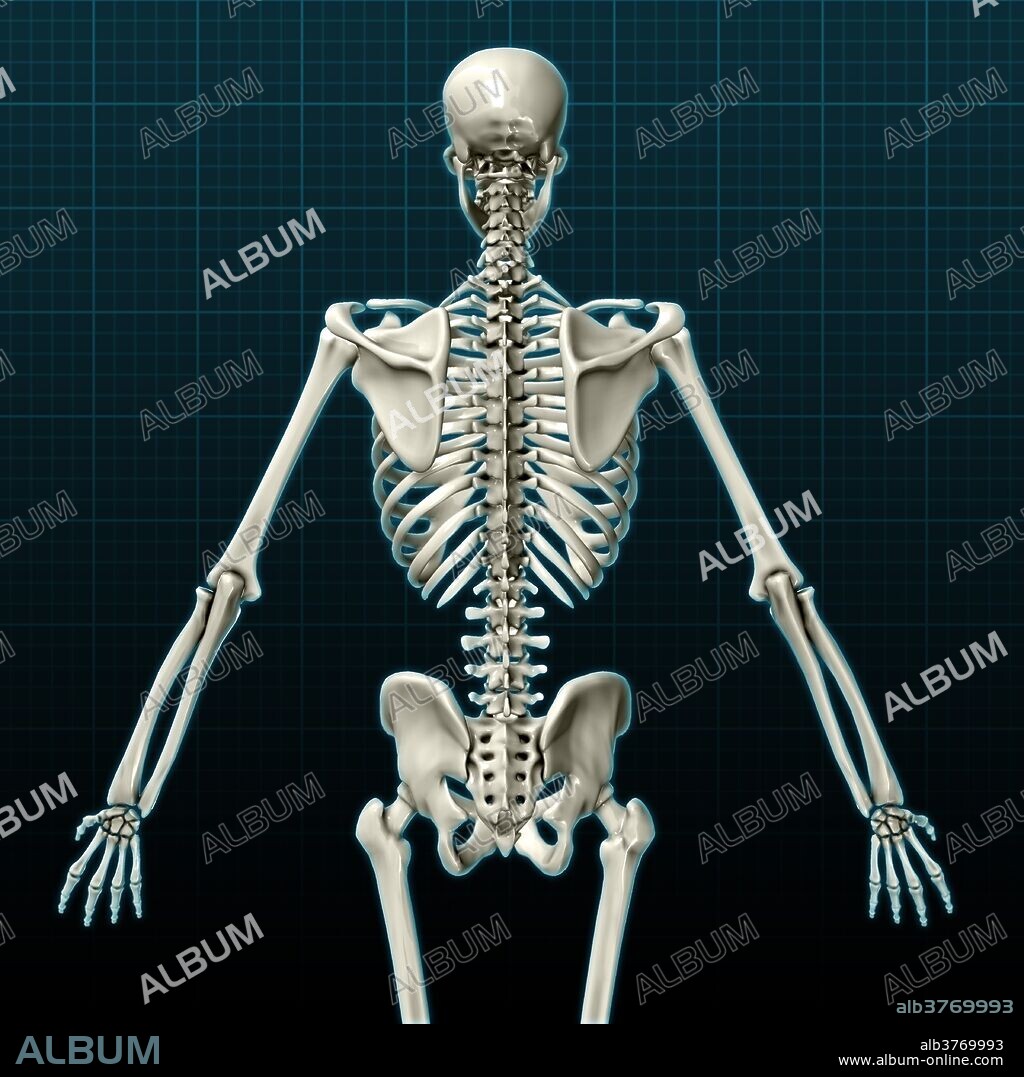 A 3D model of a human skeleton from a posterior view, focussing on the upper body.