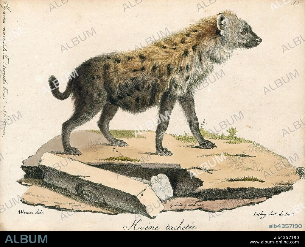 Hyaena maculata, Print, Hyaena is a genus comprising two of the living species of hyenas: the striped hyena (Hyaena hyaena) from western Asia and northern Africa and the brown hyena (Hyaena brunnea) from southern Africa. The brown hyena has sometimes been placed in a separate genus Parahyaena, or even included in the otherwise fossil genus Pachycrocuta, but recent sources have tended to place it in Hyaena., 1818-1842.