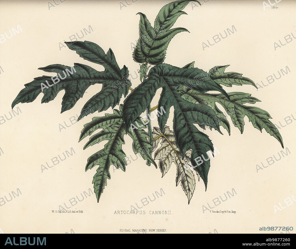 Mosaic fig, Ficus aspera. Native to the Society Islands, Vanuatu, exhibited by William Bull of Chelsea. As type of breadfruit, Artocarpus cannonii. Handcolored botanical illustration drawn and lithographed by Worthington George Smith from Henry Honywood Dombrain's Floral Magazine, New Series, Volume 4, L. Reeve, London, 1875. Lithograph printed by Vincent Brooks, Day & Son.