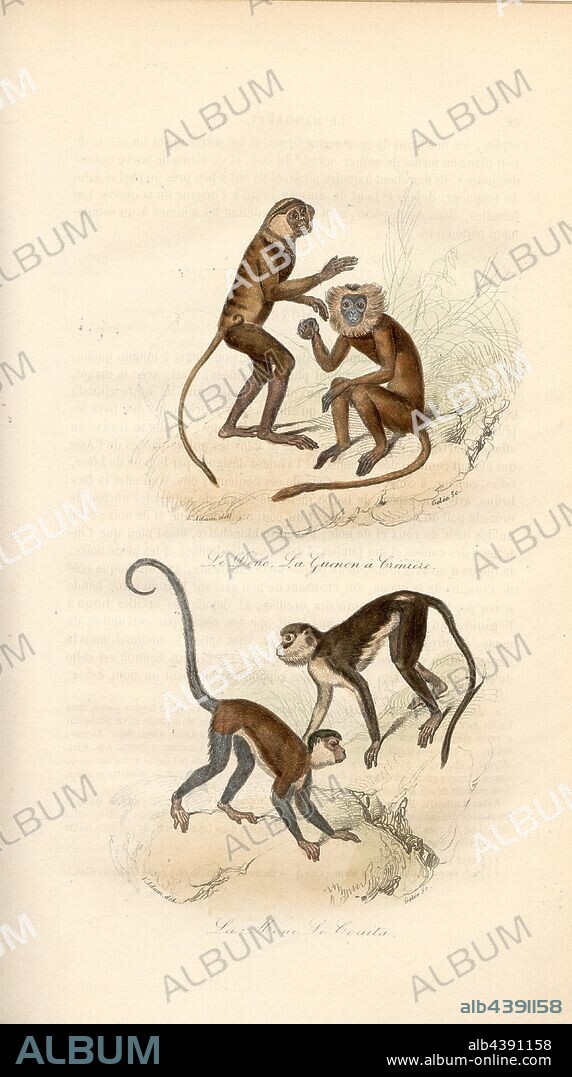 The Douc, The Guenon Mane and The Mone, The Coaita, Monkeys, Signed: V. Adam del, Jelly sc, Fig. 5, according to p. 62, Adam, Victor (del.); Gelée (sc.), 1855, Georges Louis Le Clerc de Buffon, Pierre Flourens: Oeuvres complètes de Buffon avec la nomenclature Linnéenne et la classification de Cuvier. Tome 4. Paris: Garnier frères, [1855].