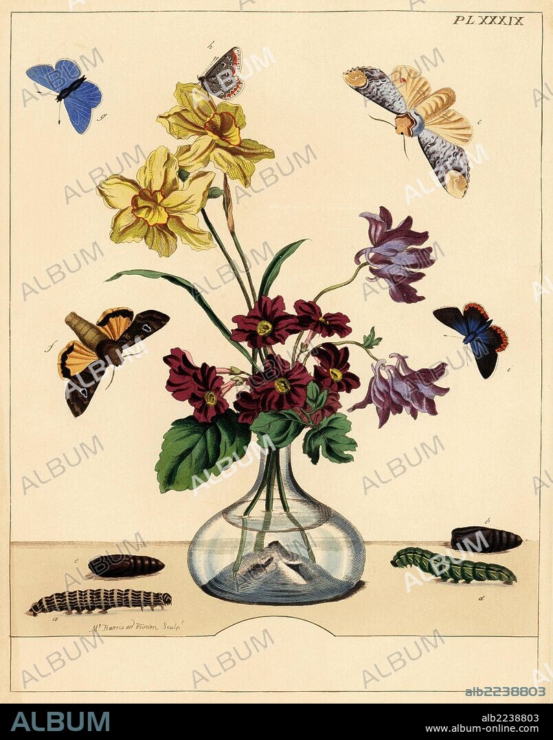 Buff tip moth, Phalera bucephala, large yellow underwing, Noctua pronuba, common blue butterfly, Polyommatus icarus, on a vase of flowers. Handcoloured lithograph after an illustration by Moses Harris from "The Aurelian; a Natural History of English Moths and Butterflies," new edition edited by J. O. Westwood, published by Henry Bohn, London, 1840.