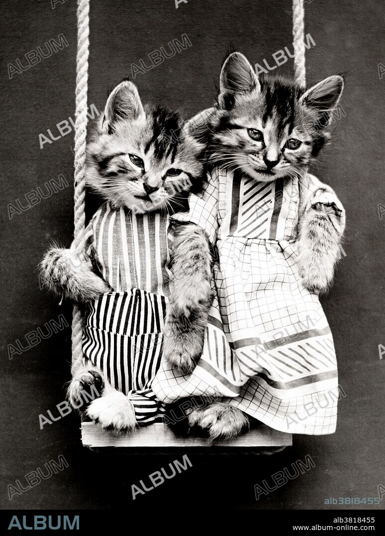 Entitled: "Swinging" shows two kittens wearing clothes on a swing. Harry Whittier Frees (1879 - 1953) was an American photographer who photographed live animals dressed and posed in human situations with props. His animal photos were featured on post cards, calendars, books, advertising materials, and articles for "Woman's World" and "Child Life" magazines. In addition, he wrote the stories to accompany his pictures for the books and magazines He was born in Reading, Pennsylvania, in 1879, after which his family moved to Oaks, Pennsylvania, where he did his famous works. On the choice of cats for his photos Frees states in in his book Animal Land on the Air: "Rabbits are the easiest to photograph in costume, but incapable of taking many 'human' parts. Puppies are tractable when rightly understood, but the kitten is the most versatile animal actor, and possesses the greatest variety of appeal. The pig is the most difficult to deal with, but effective on occasion." In the 1940s, he moved to Florida, where he battled cancer, but ended up committing suicide in 1953. Photographed by Frees, June 24, 1914.