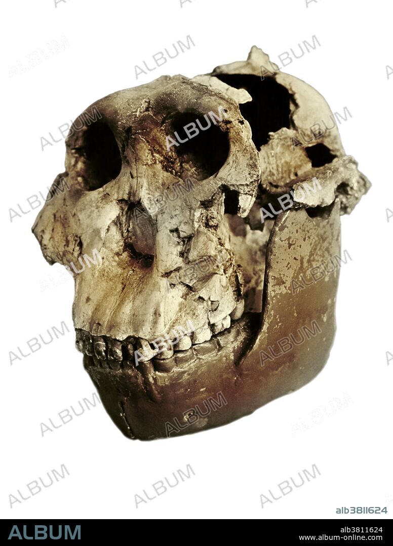 Nutcracker Man, Olduvai Hominid OH5