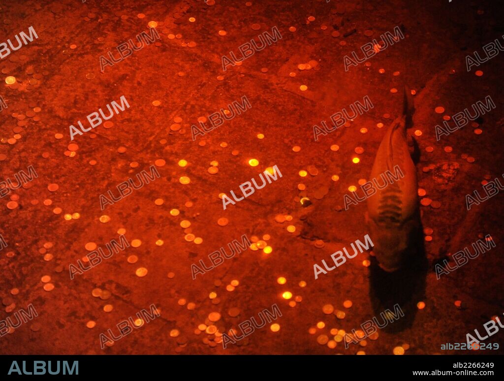 TURQUIA. ESTAMBUL. YEREBATAN SARAYI o CISTERNA-BASILICA. Construida en el año 532, durante el reinado emperador bizantino, Justiniano I. Dicha cisterna alimentaba al palacio imperial. Monedas tiradas en las aguas de la cisterna, para pedir un deseo.