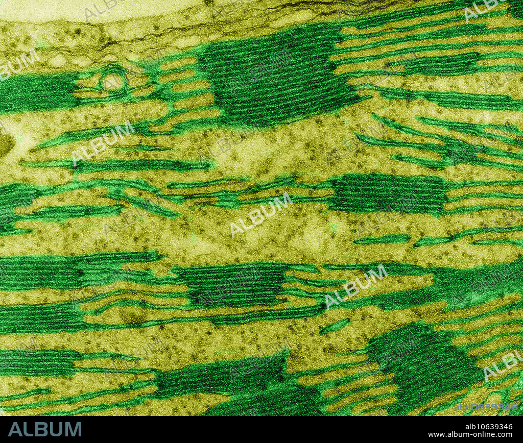 Colour enhanced transmission electron micrograph (TEM), detail of a chloroplast in a corn leaf cell (Granum). Dark green areas are Grana. Magnification: 62,400X at 8x10 print size.