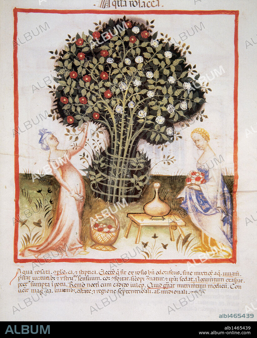 "TACUINUM SANITATIS". Datado a finales del S. XIV. Mujeres cogiendo rosas para elaborar agua de rosas con sus pétalos. Folio 93r.