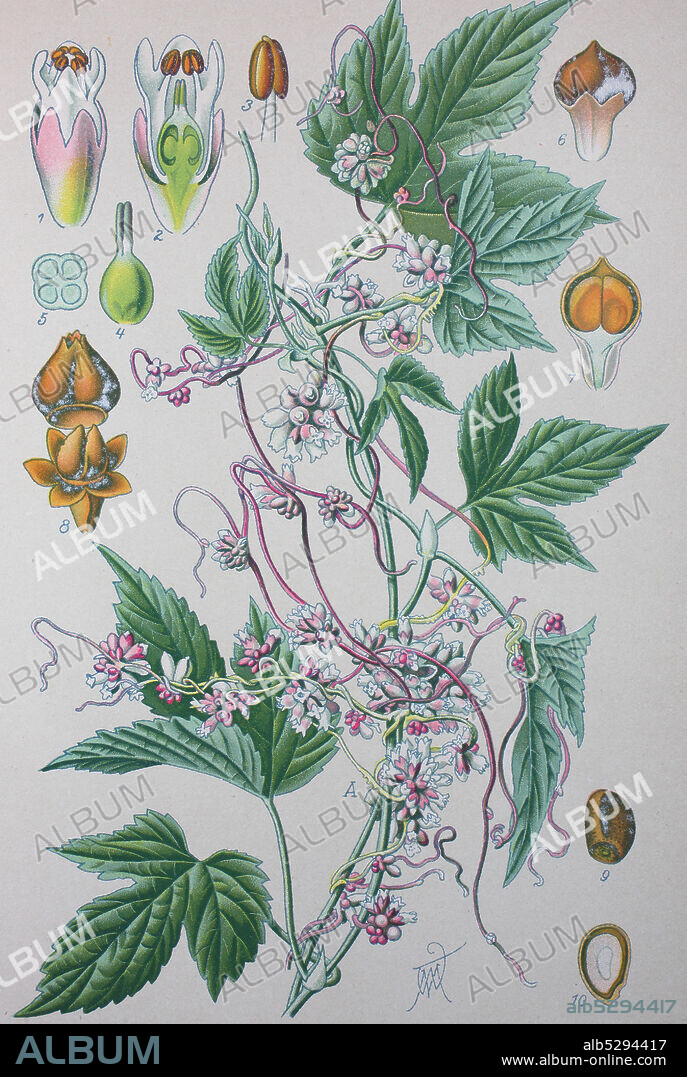 Cuscuta europaea, greater dodder, European dodder, is a parasitic plant, family Convolvulaceae  /  Nessel-Seide, Europäische Seide, Hopfen-Seide genannt, Pflanzenart in der Familie der Windengewächse, Digital improved reproduction of an original print from the 19th century / digitale Reproduktion von einer Originalvorlage aus dem 19. Jahrhundert.