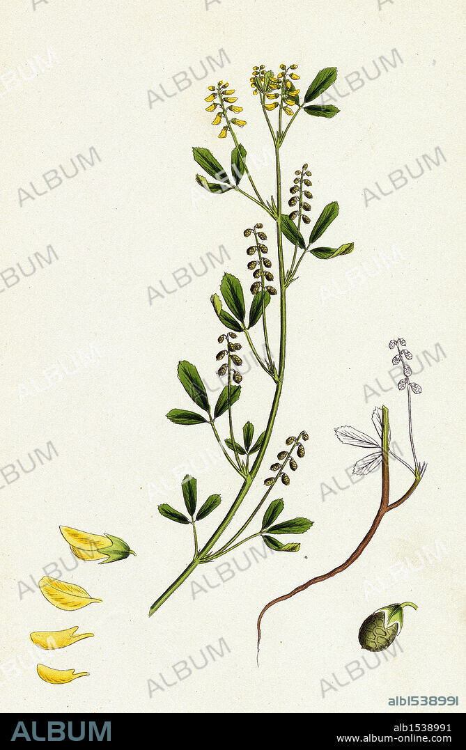 Melilotus parviflora; Small-flowered Melilot.