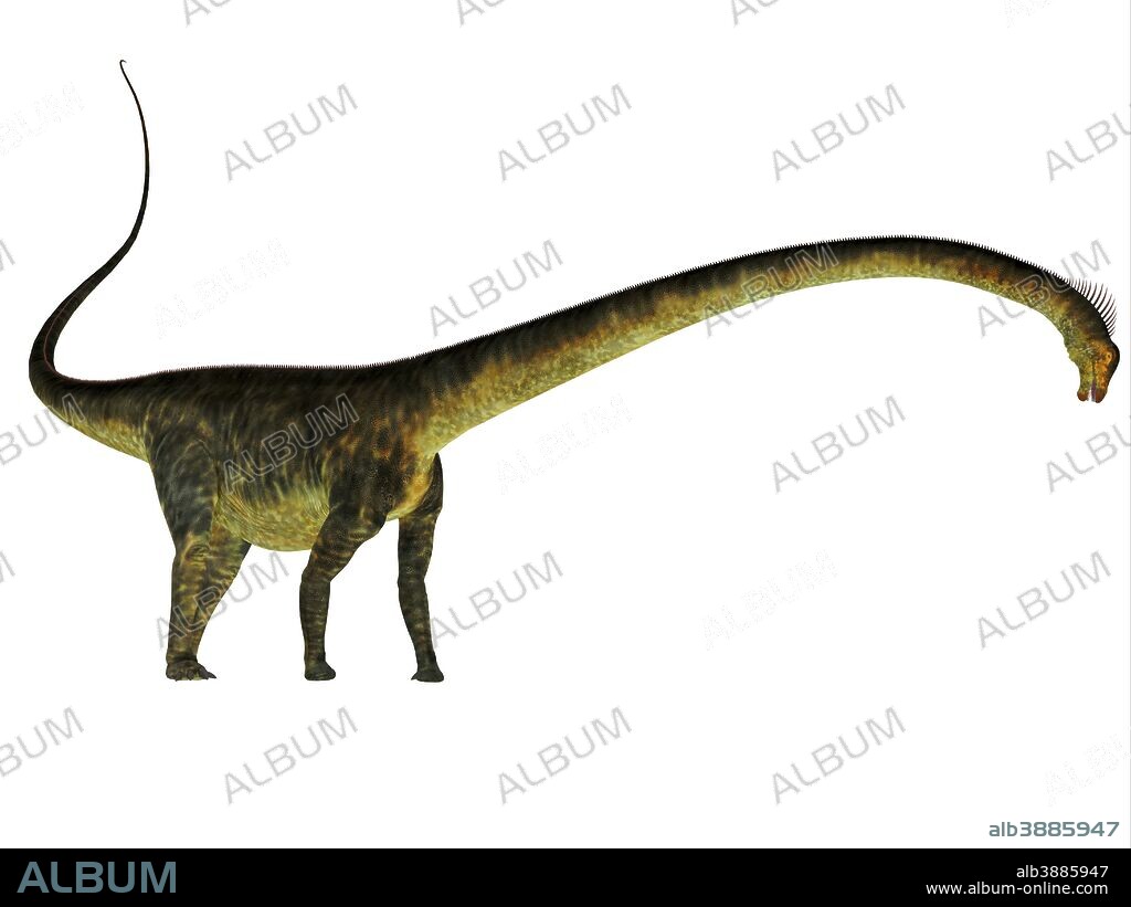 Barosaurus dinosaur, side profile. Barosaurus was a herbivorous sauropod dinosaur that lived in Utah and South Dakota, USA during the Jurassic Period.