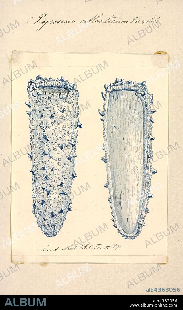 Pyrosoma atlanticum, Print, Pyrosoma atlanticum is a pelagic species of marine colonial tunicate in the class Thaliacea found in temperate waters worldwide. The name of the genus comes from the Greek words pyros meaning 'fire' and soma meaning 'body', referring to the bright bioluminescence sometimes emitted. The specific epithet atlanticum refers to the Atlantic Ocean, from where the first specimen of the species was collected for scientific description; it was described in 1804 by François Péron, a French naturalist.