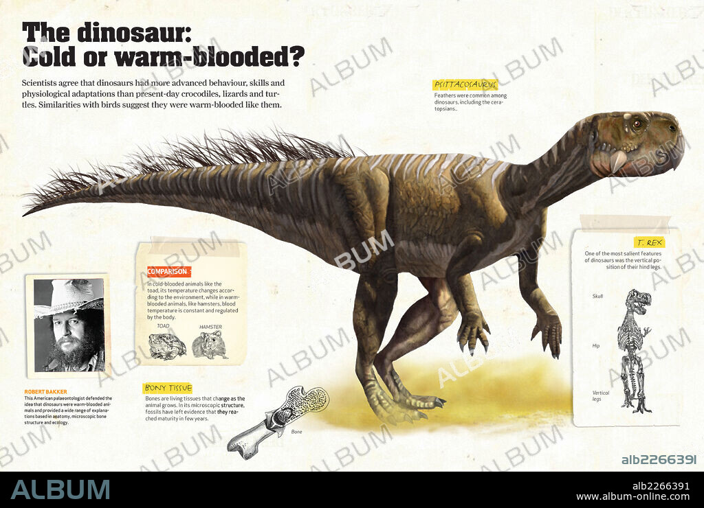 The dinosaur: Cold-or warm-blooded?. Infographics about the possibility of dinosaurs being warm-blooded animals like birds.