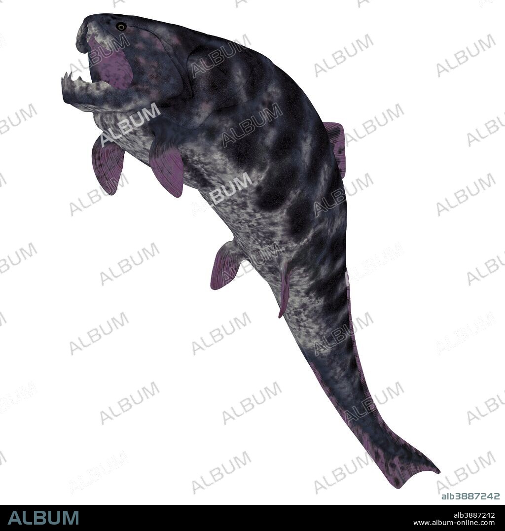 Dunkleosteus is a Devonian prehistoric fish that lived in the seas of North America, Poland, Belgium and Morocco.