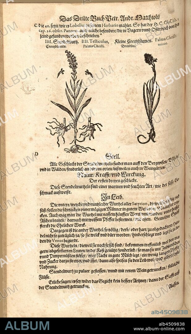 Testiculus, Palma Christi and Palma Christi minor, Stendelwurtz, Creutzblumen and Kleine Kreutzblumen, Brendlin, Fol. 303v, 1590, Pietro Andrea Mattioli, Joachim Camerarius: Kreuterbuch desz hochgelehrten unnd weitberühmten Herrn D. Petri Andreae Matthioli. Franckfort am Mayn: [Feyrabendt], 1590.