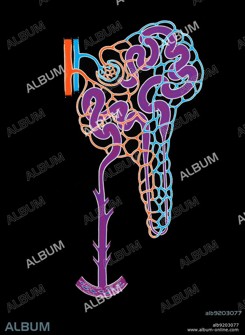Illustration of the nephron (the basic structural and functional unit of the kidney), showing glomerulus, bowman's capsule, proximal convoluted tubule, capillary network, descending limb, loop of henle, ascending limb, minor calyx, renal papilla, collecting tubule, distal convoluted tubule, renal artery, and renal vein.