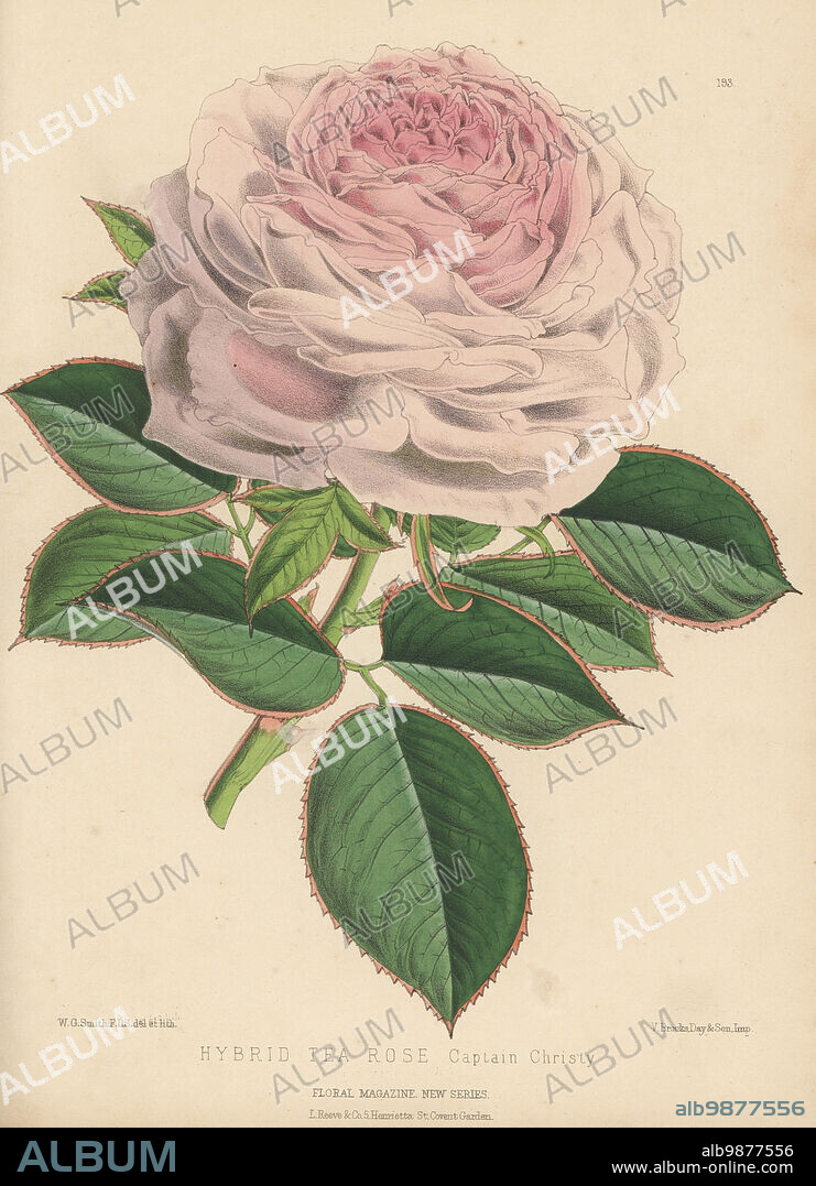 Hybrid tea rose, Captain Christy. Hybrid of Victor Verdier x Safrano raised by M. Lacharme and grown by Henry Bennett of Manor Farm Nursery, Salisbury. Handcolored botanical illustration drawn and lithographed by Worthington George Smith from Henry Honywood Dombrain's Floral Magazine, New Series, Volume 5, L. Reeve, London, 1876. Lithograph printed by Vincent Brooks, Day & Son.