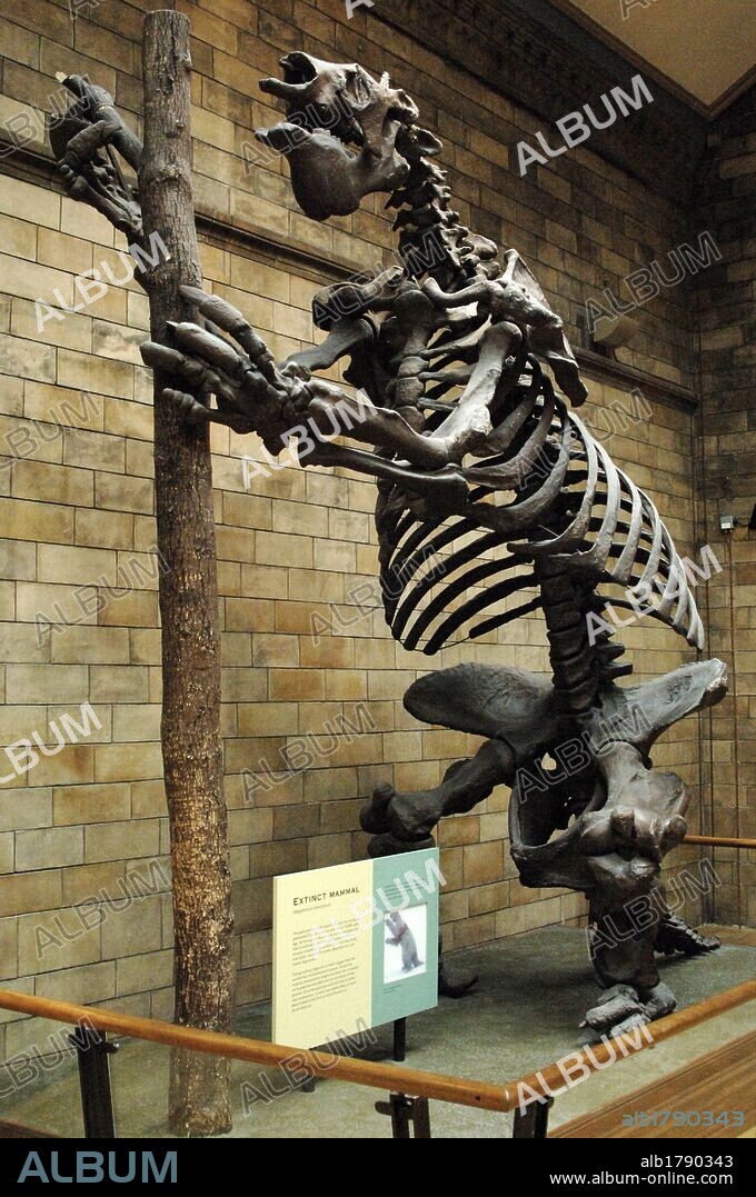 Skeleton of Giant ground sloth (Megatherium americanum). Natural History Museum. London. United Kingdom.