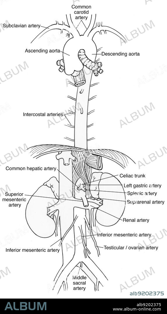 Anatomical illustration of aorta and branches, including subclavian artery, common carotid artery, ascending aorta, descending aorta, intercostal arteries, common hepatic artery, celiac trunk, left gastric artery, splenic artery, suprarenal artery, renal artery, interior mesenteric artery, testicular/ovarian artery, middle sacral artery, inferior mesenteric artery, and superior mesenteric artery.