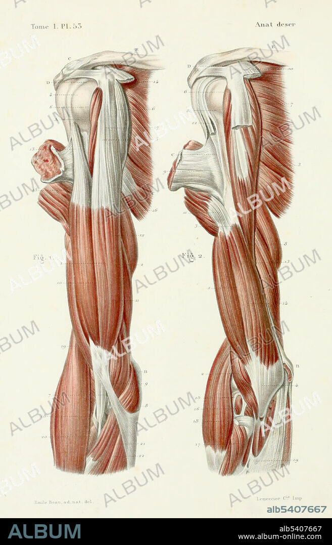 Plate 53. Anterior region of the arm. First and second layers. Volume 1; Osteology, syndesmology, myology of Atlas d'anatomie descriptive du corps humain by Louis Constantin Bonamy and Paul Broca with illustrations by Emile Beau, 1844. The arm can be divided into the upper arm, which extends from the shoulder to the elbow, the forearm which extends from the elbow to the hand, and the hand.  The arm is divided by a fascial layer separating the muscles into two osteofascial compartments: the anterior and the posterior compartments of the arm. The biceps (biceps brachii) is a large muscle that lies on the front of the upper arm between the shoulder and the elbow. The large deltoid muscle is considered to have part of its body in the anterior compartment. This muscle is the main abductor muscle of the upper limb and extends over the shoulder. The antebrachial fascia (antibrachial fascia or deep fascia of forearm) continuous above with the brachial fascia, is a dense, membranous investment, which forms a general sheath for the muscles in this region; it is attached, behind, to the olecranon and dorsal border of the ulna, and gives off from its deep surface numerous intermuscular septa, which enclose each muscle separately.