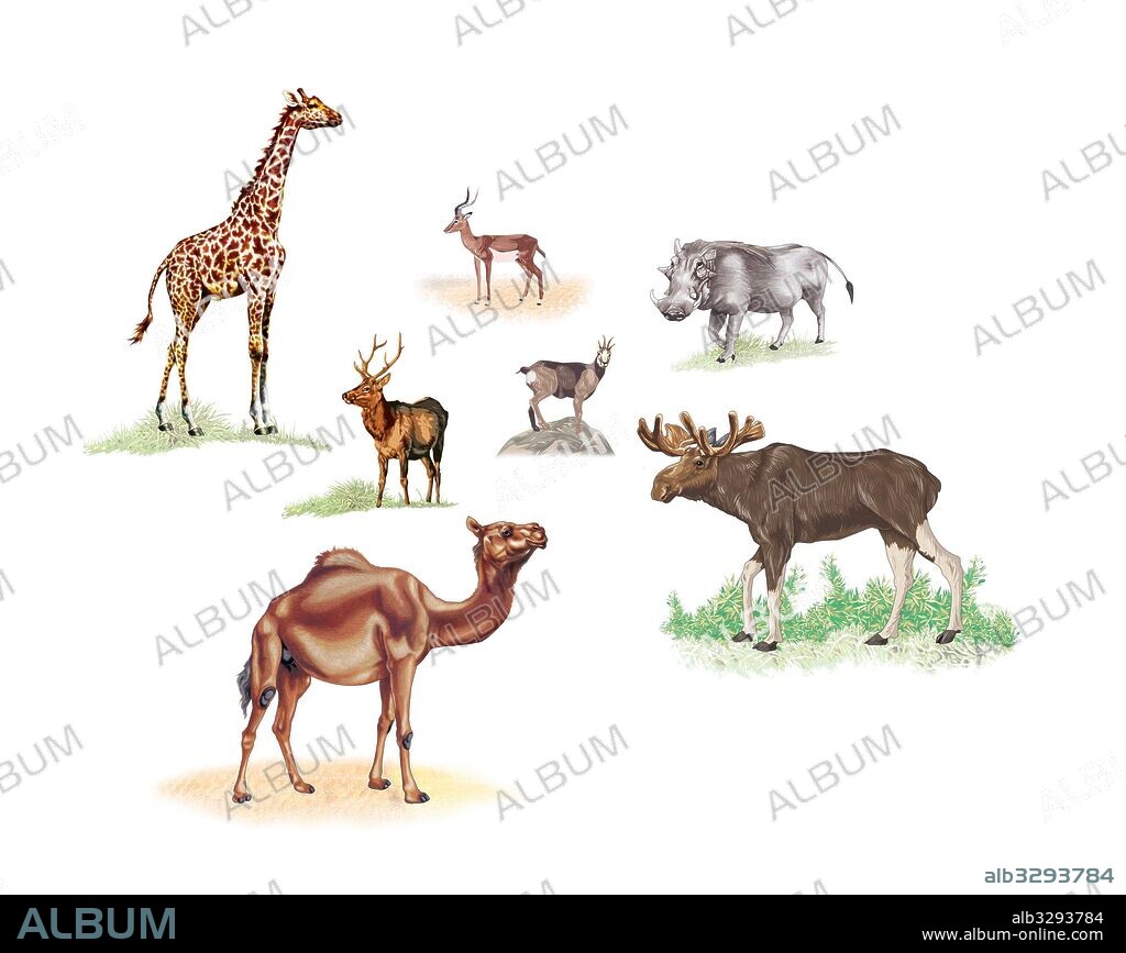 Artiodactyls.
