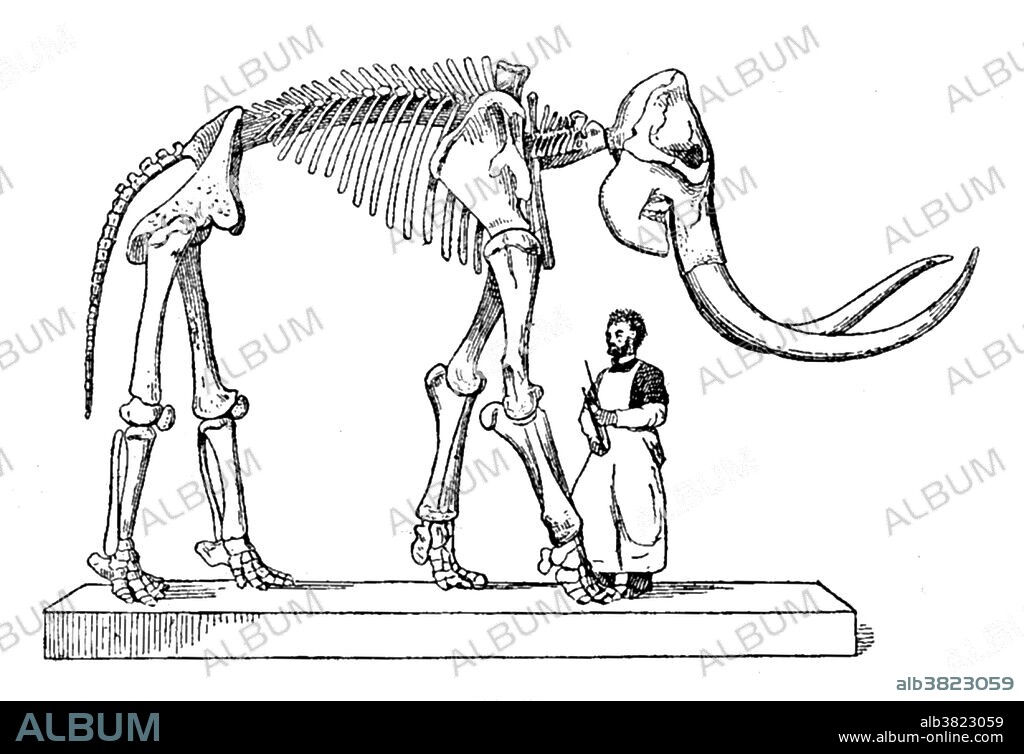 A mammoth is any species of the extinct genus Mammuthus, proboscideans commonly equipped with long, curved tusks and, in northern species, a covering of long hair. They lived from the Pliocene epoch from around 5 million years ago, into the Holocene at about 4,500 years ago and were members of the family Elephantidae, which contains, along with mammoths, the two genera of modern elephants and their ancestors. This animal appeared during Cenozoic era, the most recent era of geologic time, from about 65 million years ago to the present. The Cenozoic Era is characterized by the formation of modern continents and the diversification of mammals and plants. Grasses also evolved during the Cenozoic. The climate was warm and tropical toward the beginning of the era and cooled significantly in the second half, leading to several ice ages. Humans first appeared near the end of this era.