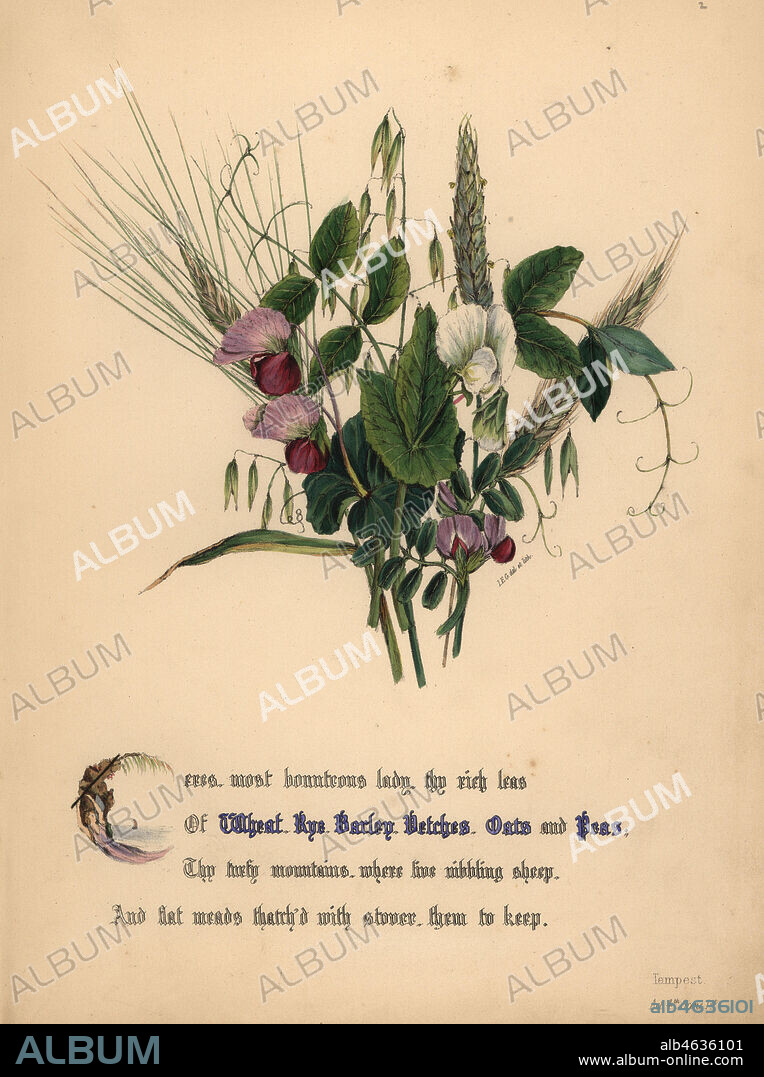 Wheat, rye, barley, vetcehs, oats and peas. The Tempest. Handcoioured botanical illustration drawn and lithographed by Jane Elizabeth Giraud from The Flowers of Shakespeare, Day and Haghe, London, 1845.