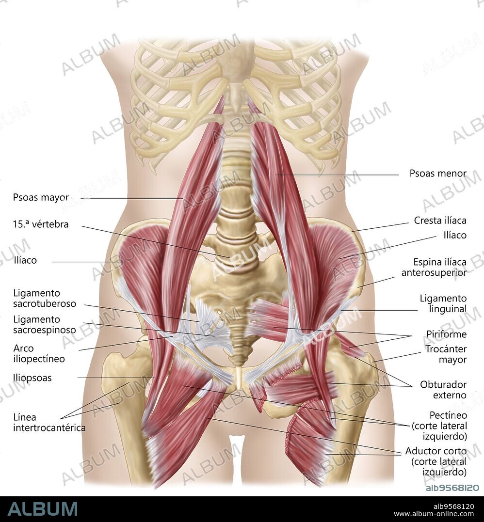 Anatomy of iliopsoa, often referred to as the dorsal hip muscles. These muscles are distinct in the abdomen.