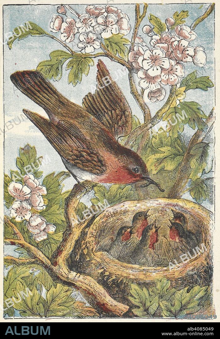 ANON. A robin feeding a nest of chicks. The Robin Redbreast Picture Book. With ... illustrations. London ; New York, [1873]. Source: 12803.aaa.62. plate 3.