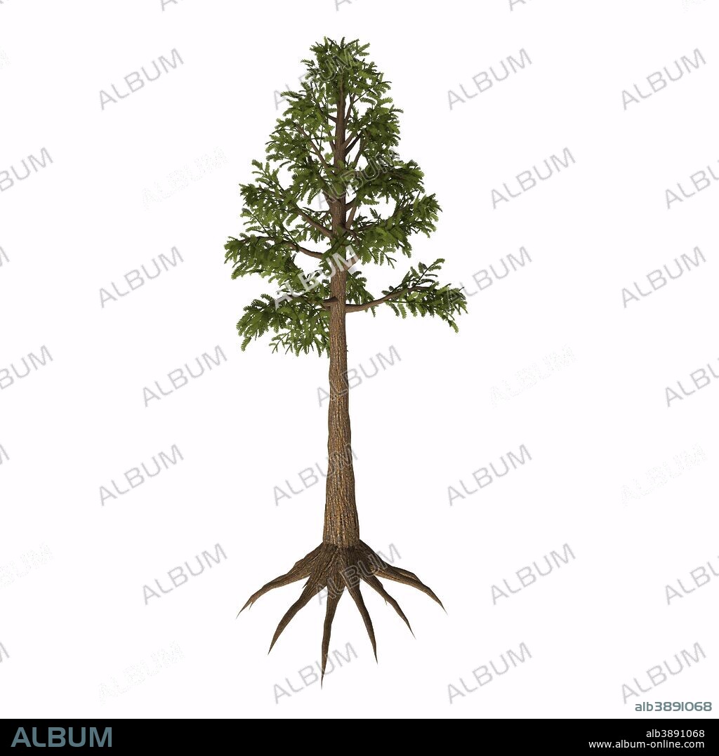 Archaeopteris is an extinct genus of tree-like plants with fern-like leaves that lived in the Devonian to Carboniferous Periods.