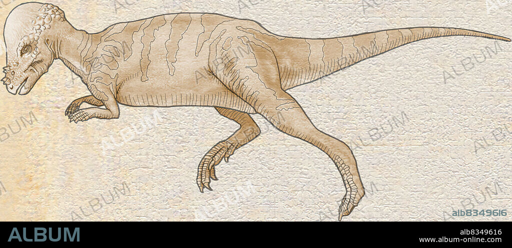 Pachycephalosaurus lived 70 to 66 million years ago.This herbivorous dinosaur, which measured 10 ft. (3 m) in height and about 26 ft. (8 m) in length, had a large head topped with. a thick bump. Its remains have been found mainly in western North America.