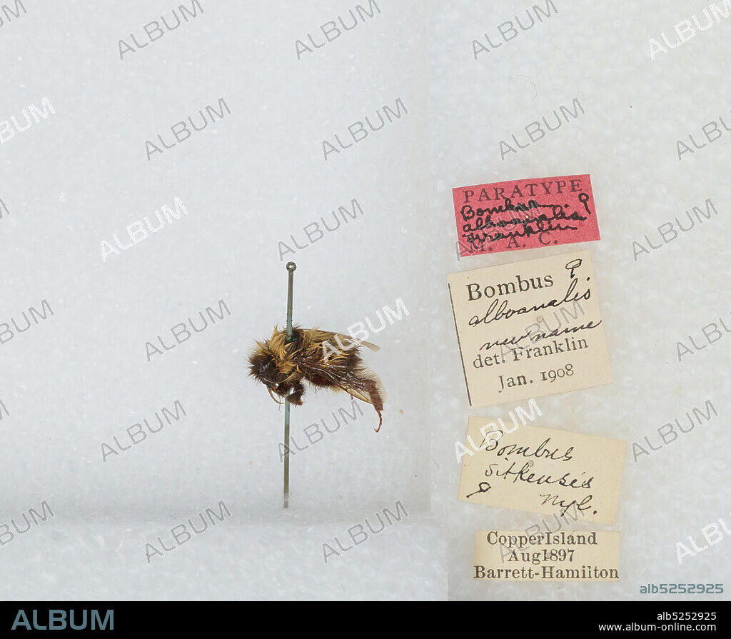 Copper Island, Bombus (Pyrobombus) jonellus (Kirby), Animalia, Arthropoda, Insecta, Hymenoptera, Apidae, Apinae.