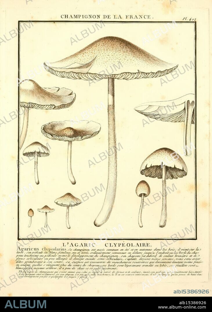 Herbier de la France, Paris, Chez l'auteur, Didot, Debure, Belin, 1780-93, France, Fungi, Medicinal Plants, Pictorial Works, Plants, Poisonous Plants, This illustration showcases various species of mushrooms, prominently featuring the Agarius clypeolarius. The detailed depictions highlight the unique shapes, sizes, and textures of each mushroom, with careful attention to their gills and caps. Labels provide scientific nomenclature and descriptions, emphasizing their characteristics. The artwork reflects a botanical study, emphasizing the beauty and diversity of fungi in a naturalistic style.