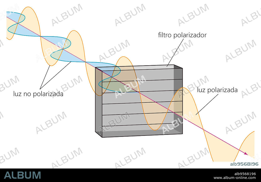 Light waves matching the orientation of the molecules of a polarizing filter are absorbed, reducing the intensity of the light.