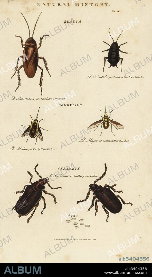 American cockroach, Blatta americana, common black cockroach, Blatta orientalis, bumble bee, Bombylius major, early humble bee, Bombylius medius, and leathery cerambyx beetle, Cerambyx coriarius, with eggs. Handcoloured copperplate engraving from John Mason Good's Pantologia, a New Encyclopedia, G. Kearsley, London, 1813.