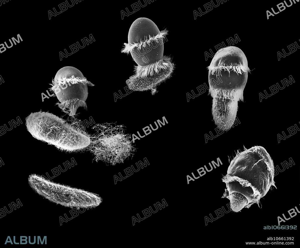 Composite image of Didinium nasutum attacking and ingesting a Paramecium. Didinium nasutum is a one-celled, barrel-shaped ciliate characterized by two bands of cilia around its body. It is commonly found in bodies of fresh or brackish water, where it is a voracious predator of its main food source, the much larger unicellular ciliate Paramecium. Didinium attacks with poisonous trichocysts and attachment lines, and the Paramecium ejects its own trichocysts in defense. Didinium then engulfs its prey and digests it within a few hours, ready to hunt again. Composite of scanning electron micrographs (SEM), average magnification 1500x at 8 x10 .