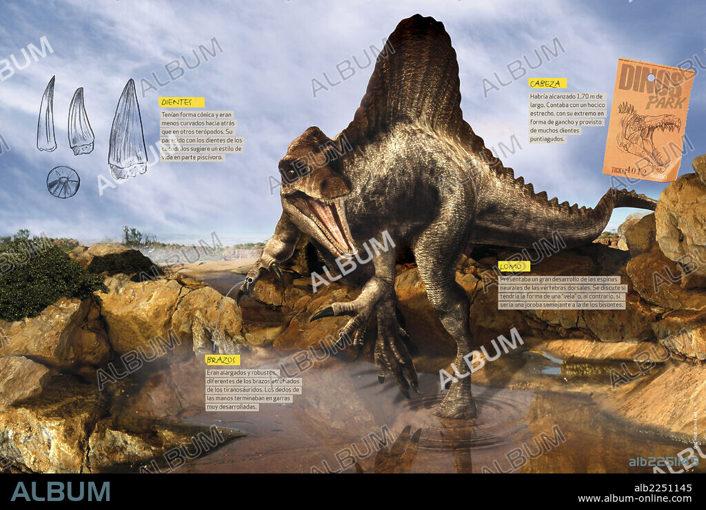 Cómo era el Spinosaurus. Infografía de algunas de las características anatómicas distintivas del Espinosaurio, dinosaurio carnívoro del Cretácico.