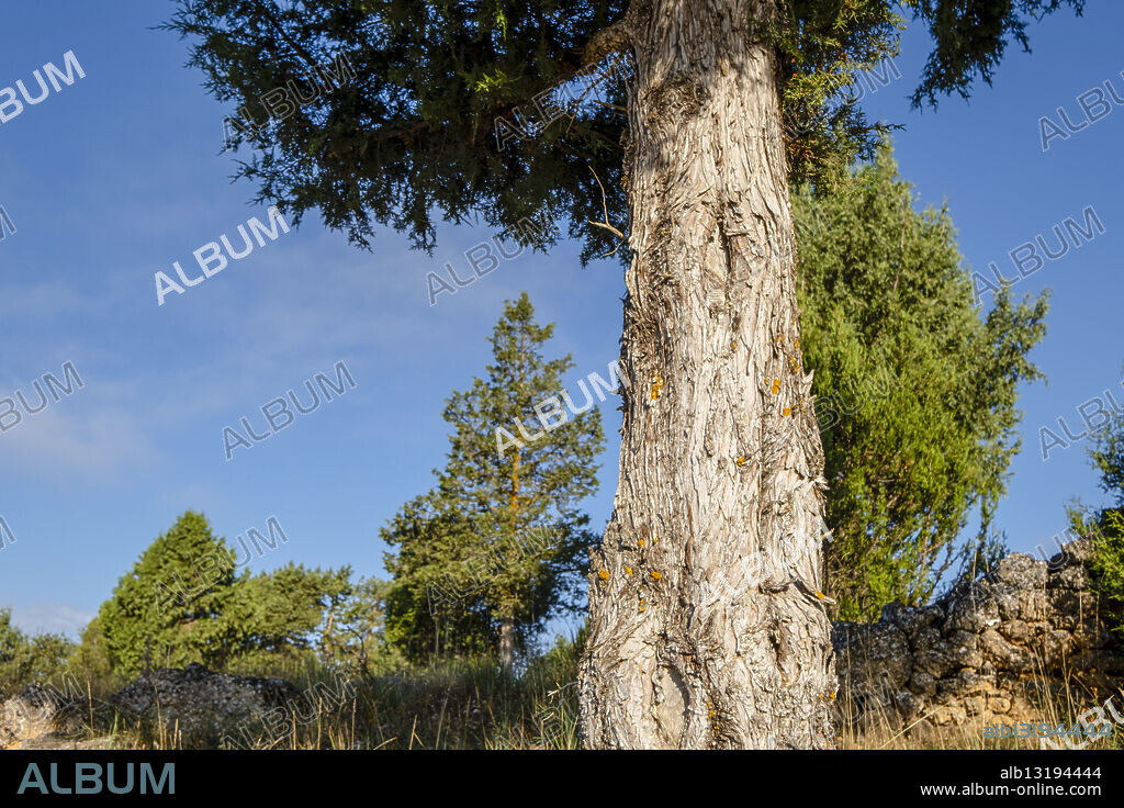 juniper forest, Chaorna, Soria, autonomous community of Castilla y León, Spain, Europe.