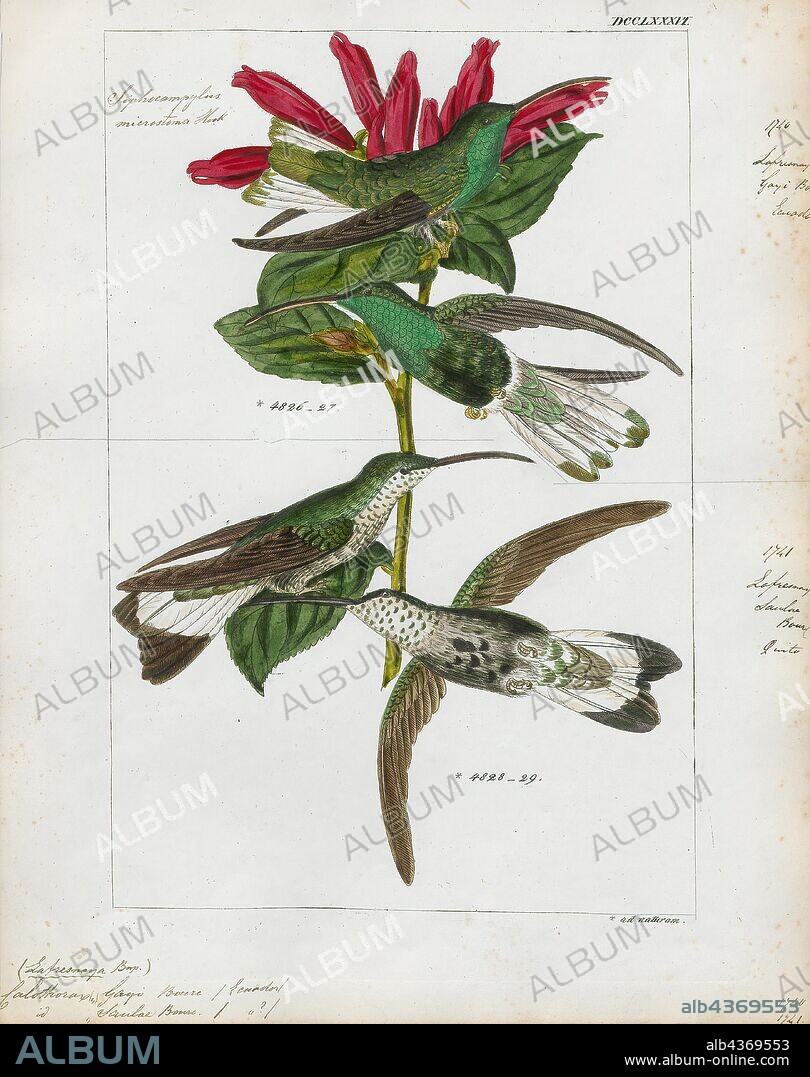 Calothorax gayi, Print, Calothorax is a genus of hummingbird in the family Trochilidae., 1820-1860.