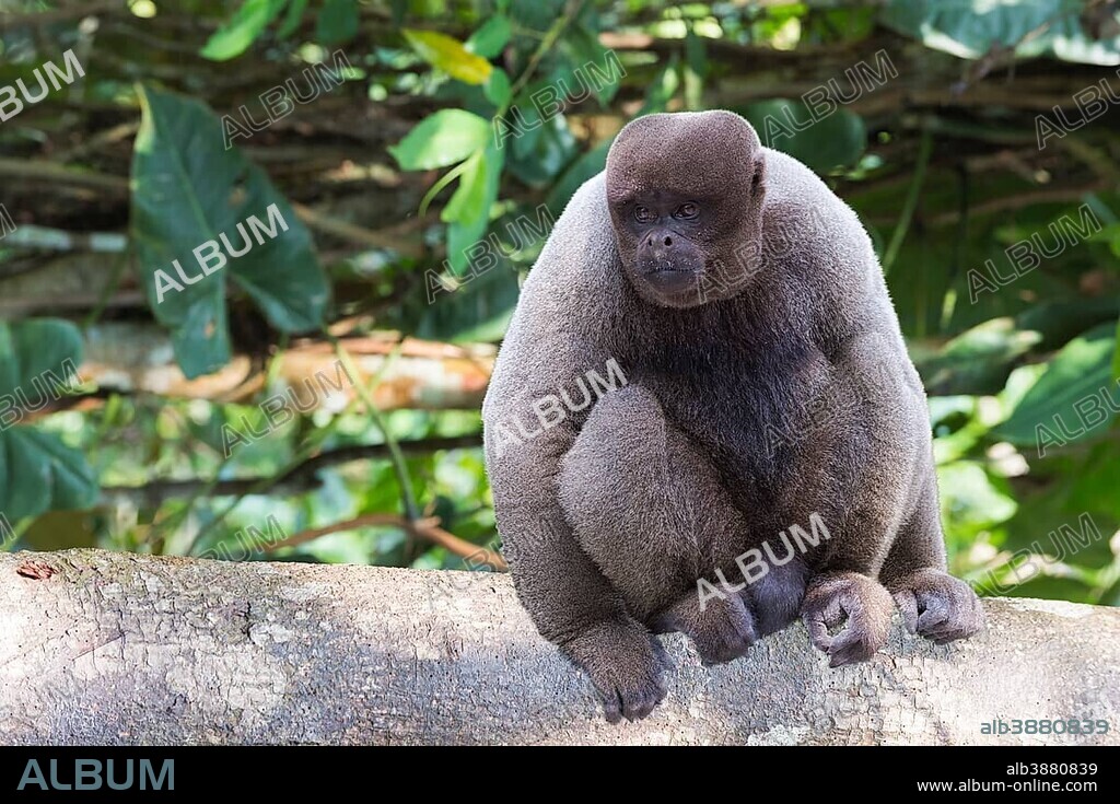 Brown Woolly Monkey or Humboldt's Woolly Monkey (Lagothrix lagotricha), sitting on branch, vulnerable species, Amazonas State, Brazil, South America.