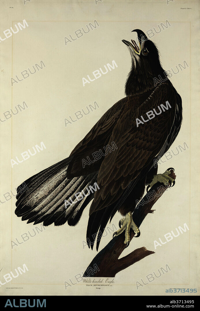 ROBERT HAVELL AFTER JOHN JAMES AUDUBON. White-Headed Eagle. Dated: 1832. Medium: hand-colored etching and aquatint on Whatman paper.